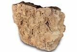 Flower-Like Sandstone Concretion - Pseudo Stromatolite #289019-1